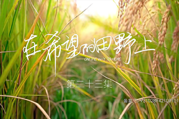 在希望的田野上 23